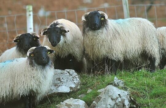 Mayo Mountain Blackface Sheep Breeders 14th Annual Sale Olas Farms